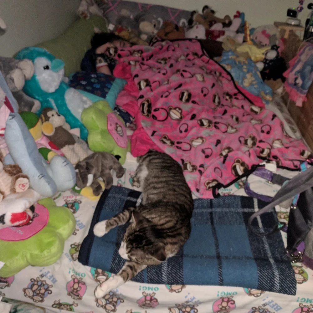 Losing your Cat Comfort Pet Companion
